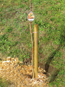 Pfähle Kdi, d = 5cm veschiedene Längen